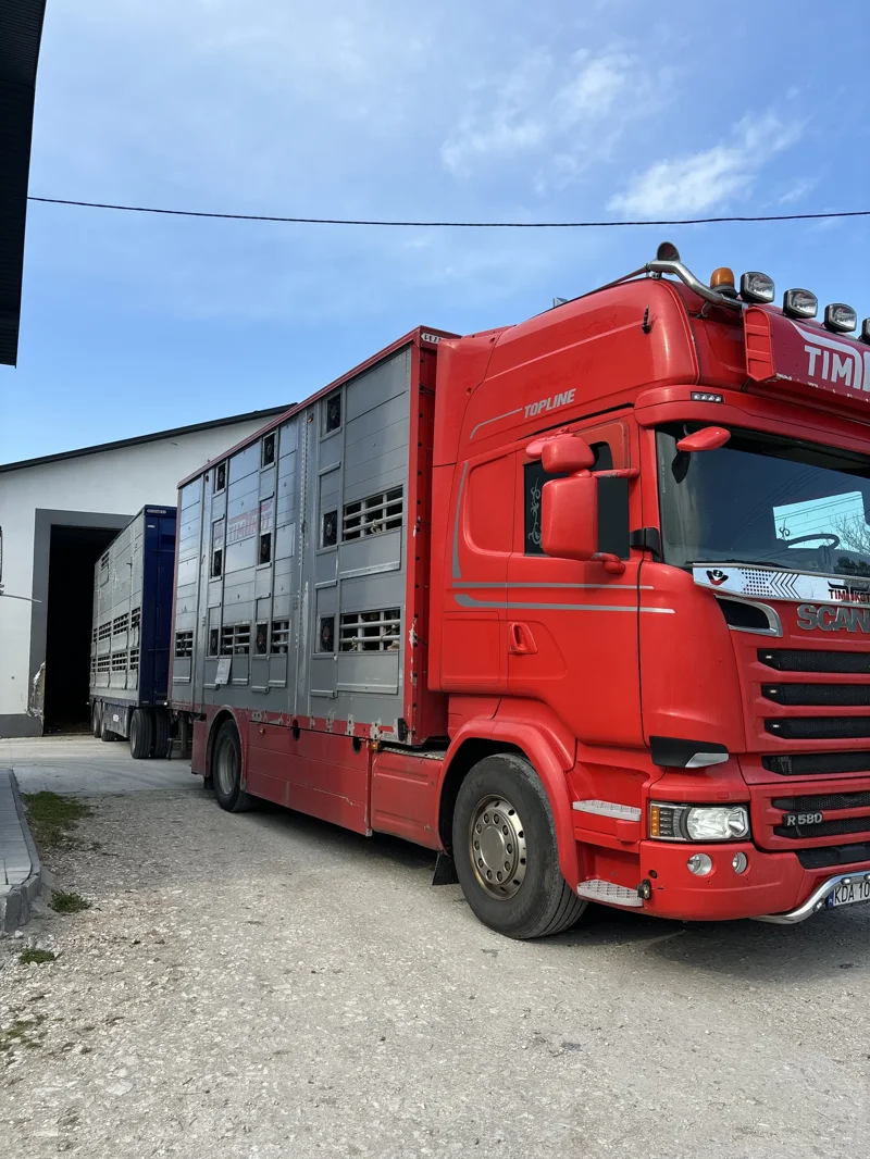 Czerwony ciągnik siodłowy ze specjalną przyczepą do transportu zwierząt przed budynkiem Transport zwierząt