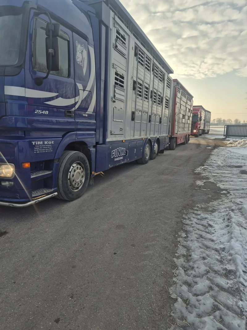 Ciężarówka z naczepą do transportu bydła stojąca na ośnieżonej drodze Transport bydła