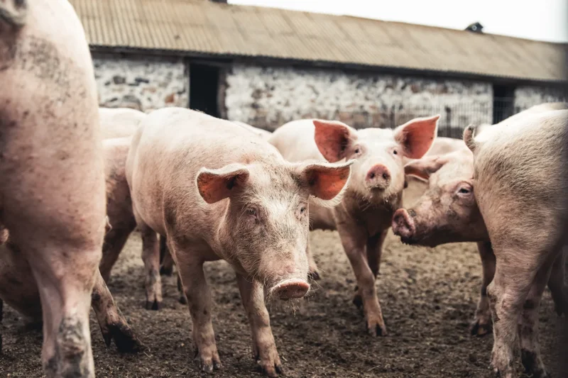 Stado świń w zagrodzie fermowej, skup trzody chlewnej, kilka różowych tuczników na tle obory i ziemistego podłoża
