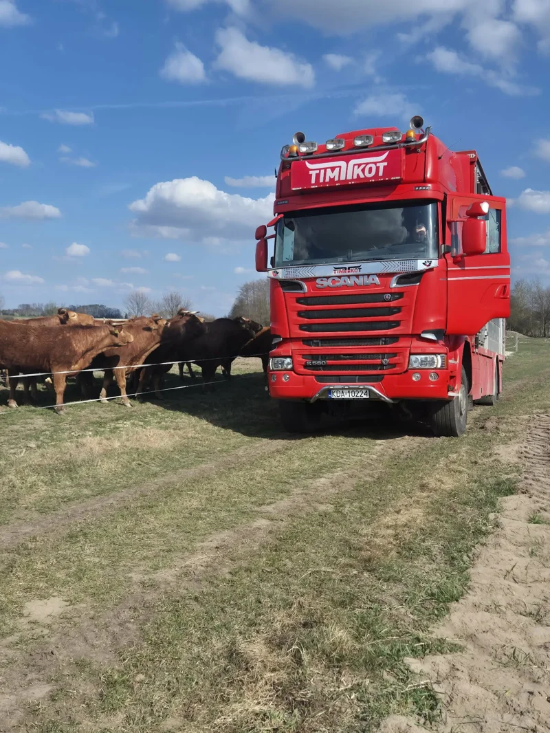 Transport bydła: czerwony samochód ciężarowy stoi obok stada krów na pastwisku