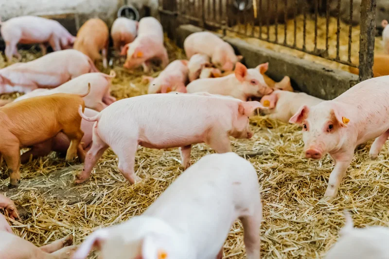 Kilka młodych świń w zagrodzie na słomie w chlewni – obraz ilustruje usługę Skup trzody chlewnej