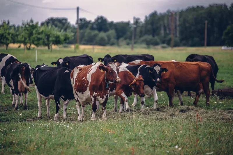 Grupa krów różnej maści pasących się na łące, Skup bydła od rolnika