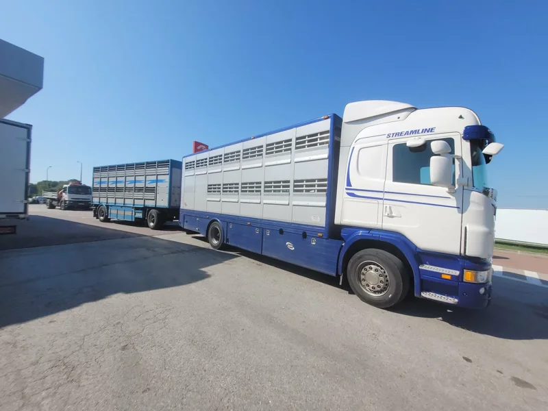 Transport bydła: ciężarowy samochód z zabudową do przewozu bydła na betonowym placu