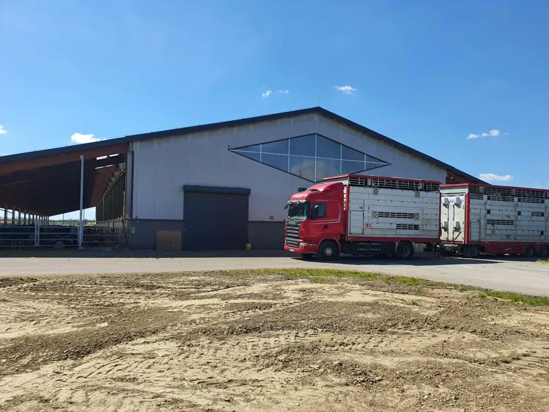 Czerwony pojazd z przyczepą do transportu zwierząt obok budynku inwentarskiego Transport zwierząt