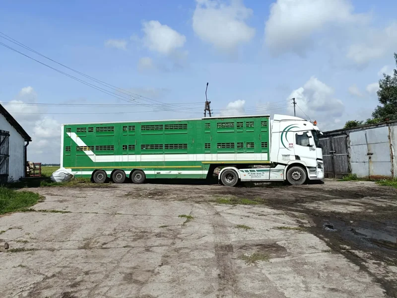 Ciężarowy ciągnik z zielonym, wielopoziomowym naczepą do transportu bydła, usługa Transport bydła na podwórku gospodarstwa