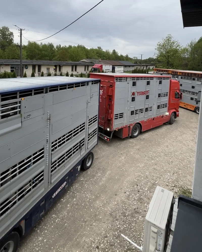 Transport bydła – dwie ciężarówki z przyczepami do przewozu zwierząt na szutrowym placu obok budynków