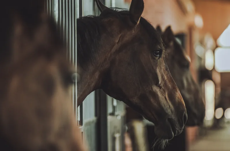 Głowy kilku koni w boksach stajennych – Skup koni rzeźnych