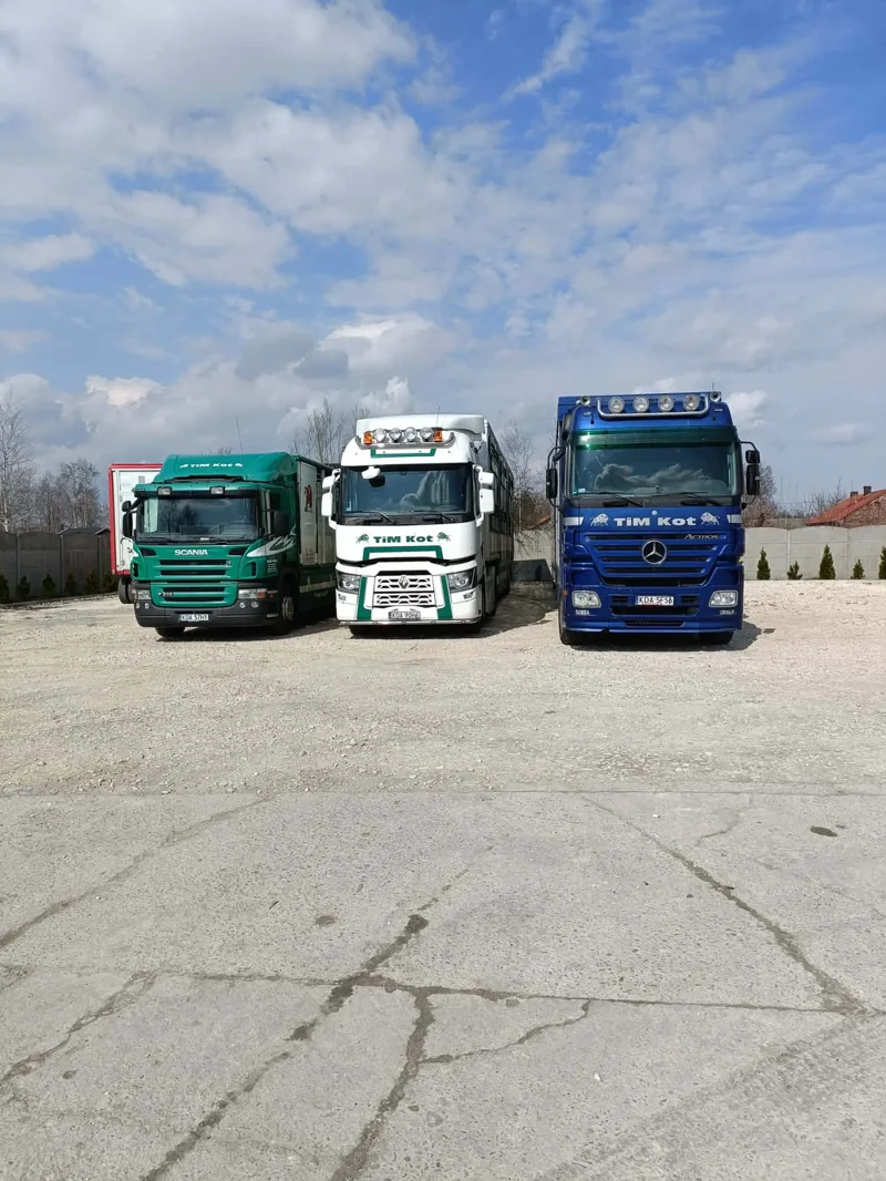 Trzy ciężarówki na firmowym placu przygotowane do transportu zwierząt