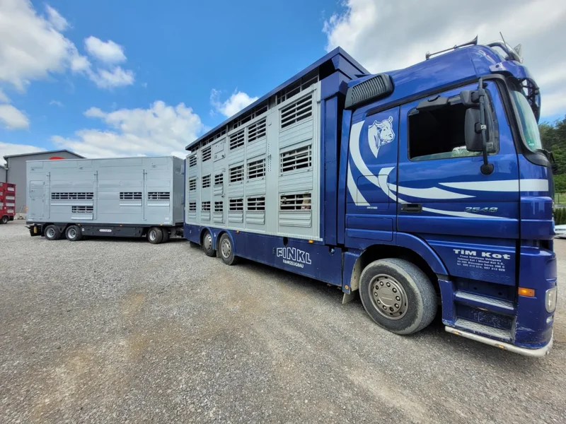 Ciężarówka przystosowana do transportu bydła z dużą naczepą na placu Transport bydła