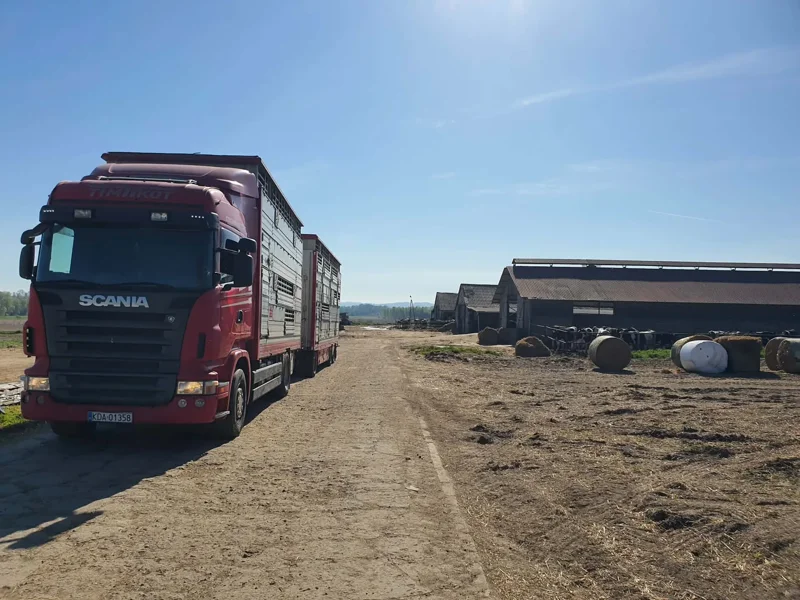 Czerwona ciężarówka z przyczepą do transportu zwierząt obok zabudowań gospodarskich