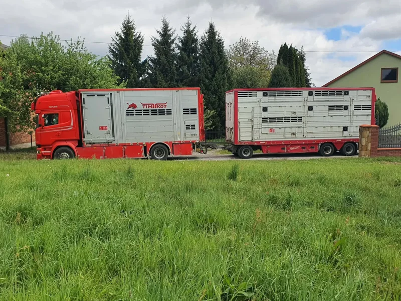 Czerwony samochód ciężarowy z dwuprzegubową przyczepą do transportu bydła na tle zabudowań gospodarczych Transport bydła