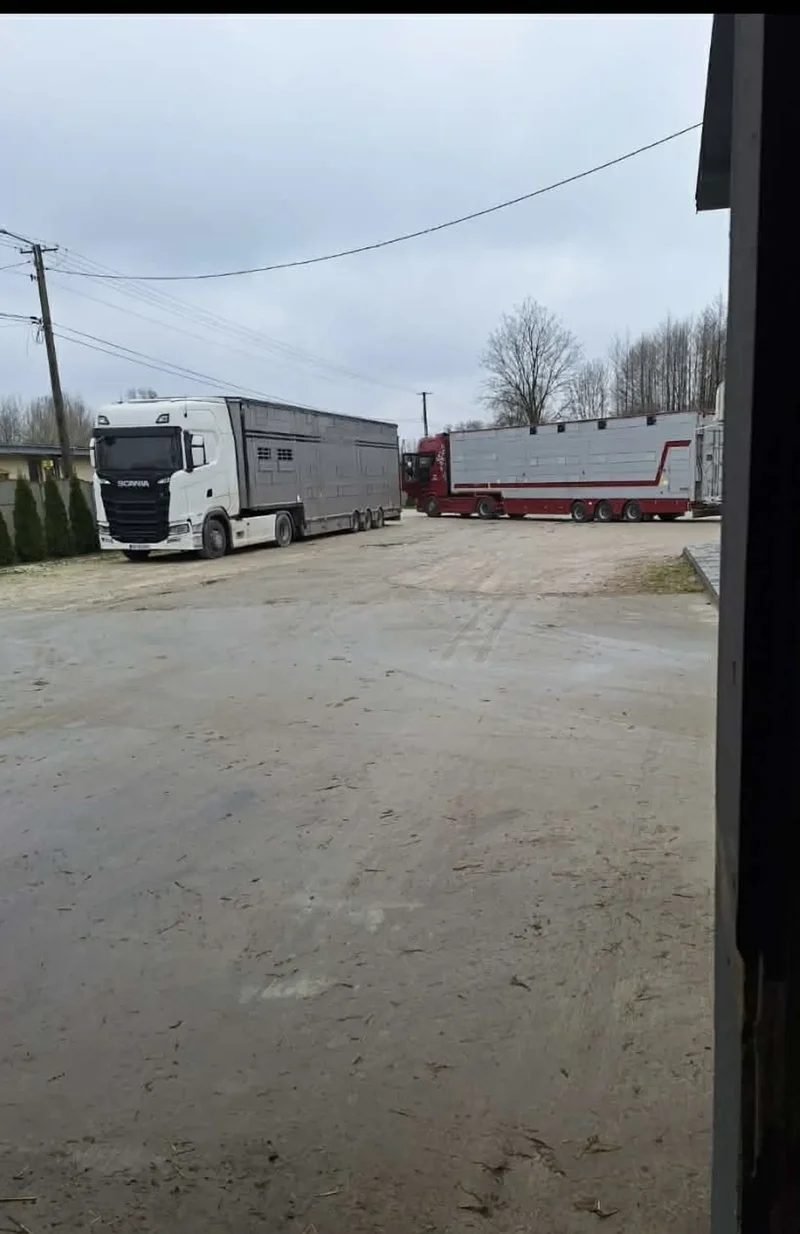 Ciężarówki z naczepami do transportu zwierząt stojące na placu przed budynkiem Transport zwierząt