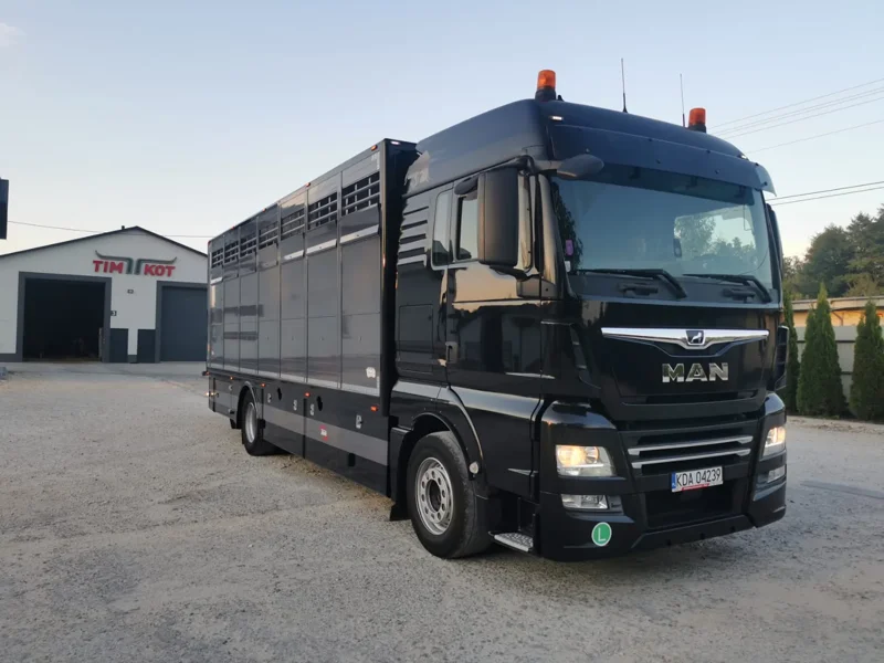 Czarna ciężarówka MAN z przyczepą do transportu bydła przed siedzibą firmy Transport bydła