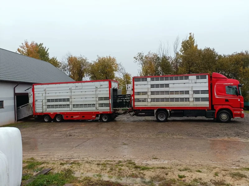 Transport zwierząt – czerwony samochód ciężarowy z dwuprzedziałową naczepą obok budynku gospodarczego