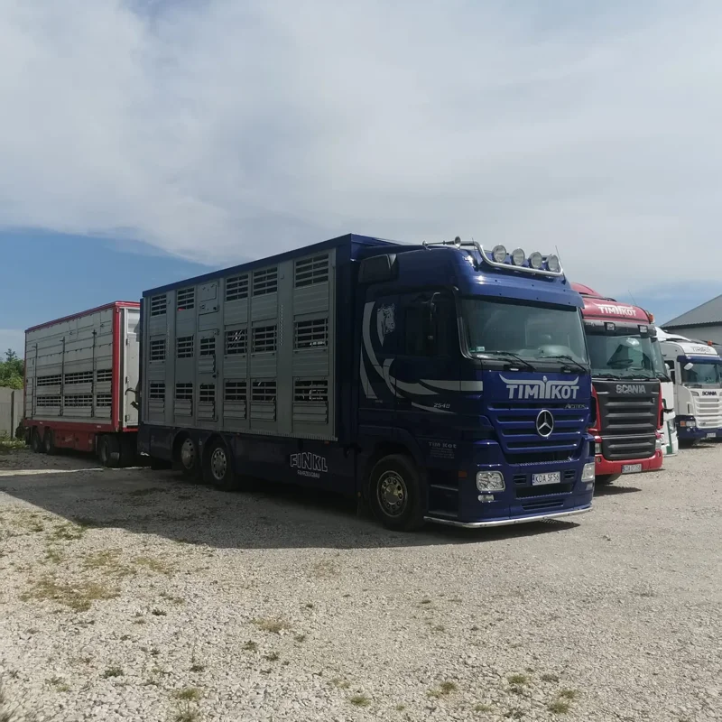 Ciężarówka z naczepą do transportu bydła na placu Transport bydła