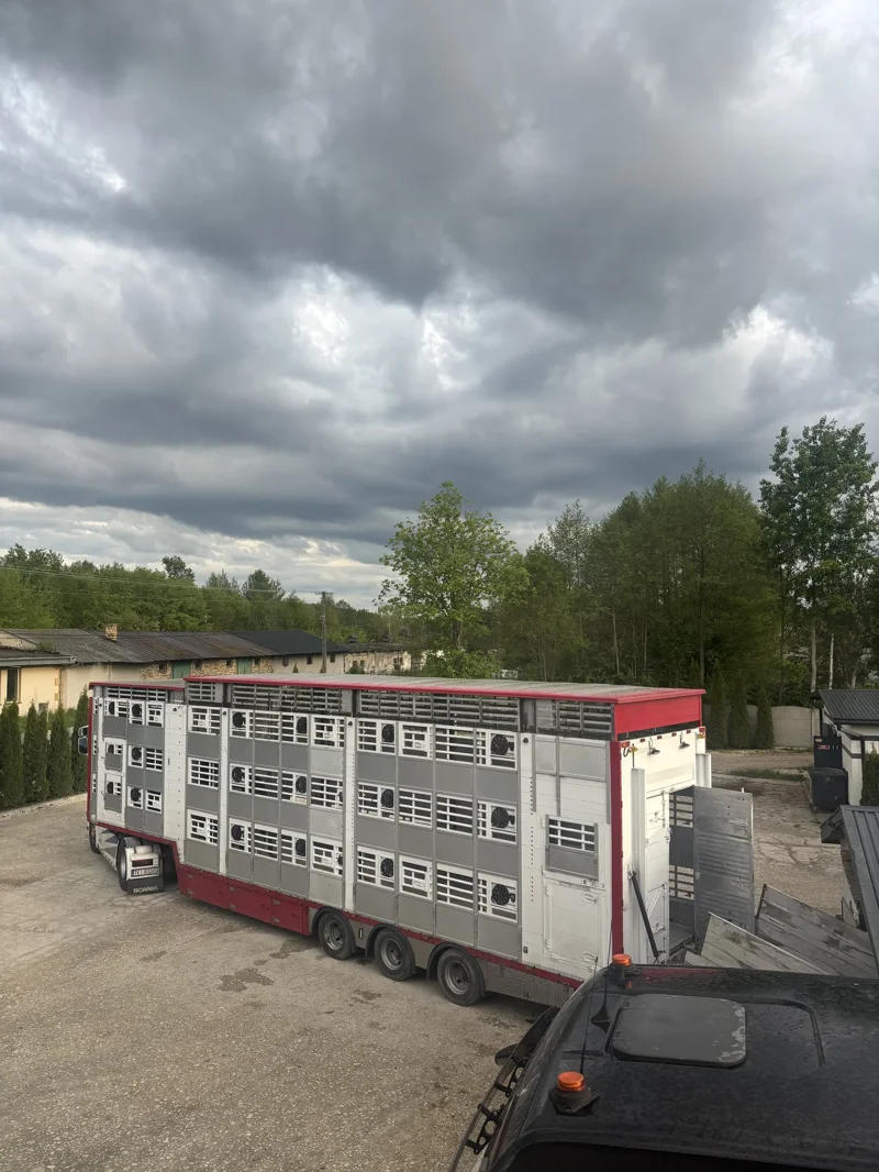 Dwupoziomowa naczepa do transportu bydła zaparkowana na placu przy gospodarstwie