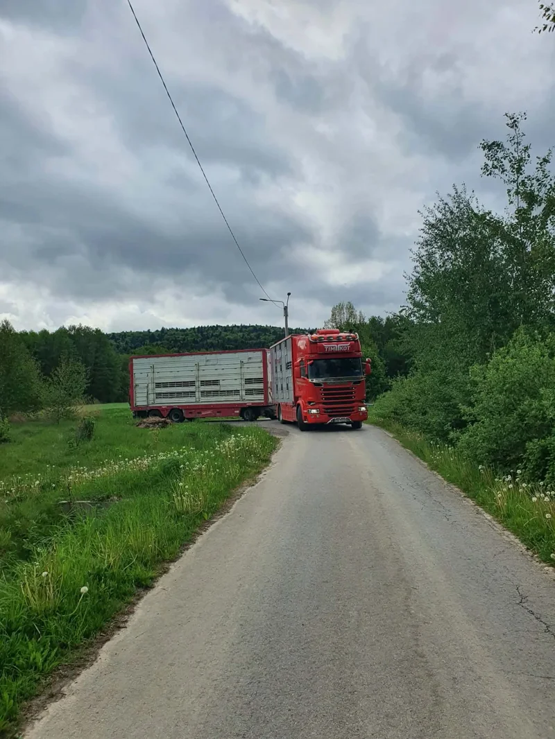 Czerwony samochód transportowy z przyczepą na bydło na wąskiej wiejskiej drodze